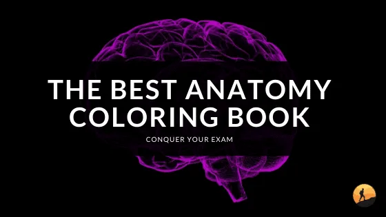 The Best Anatomy Coloring Book of 2024