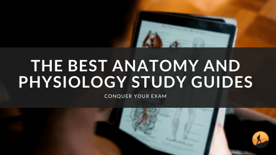The Best Anatomy and Physiology Study Guides of 2024